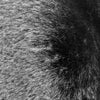 Zahra BLACK 0.75 Inch Short Pile Soft Faux Fur Fabric for Fursuit, Cosplay Costume, Photo Prop, Trim, Throw Pillow, Crafts - 10177