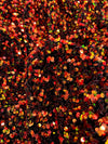 Stephanie MULTI COLORED Overlap Sequins on BLACK Stretch Velvet Fabric by the Yard for Gowns, Apparel, Costumes, Crafts - 10185